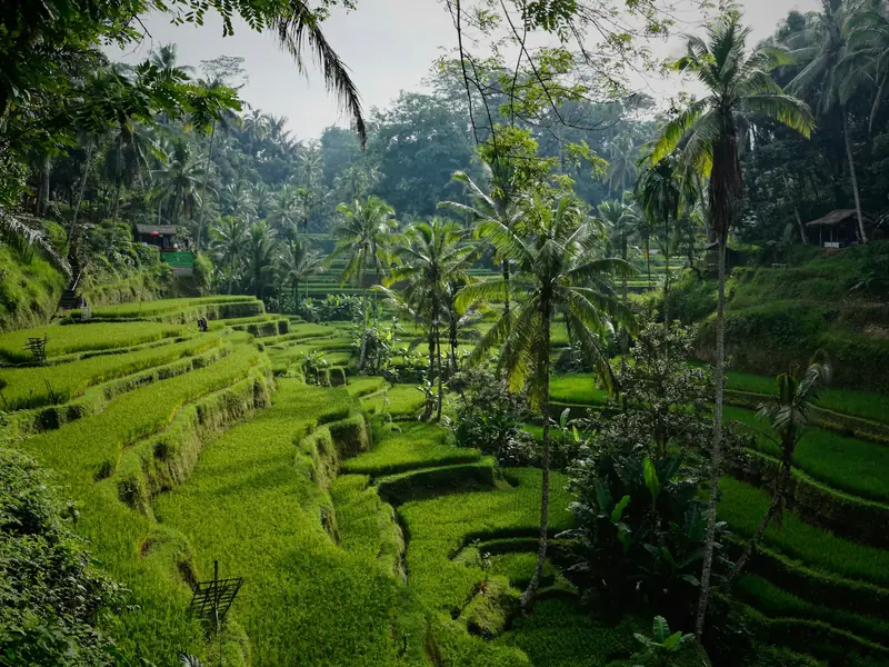 Morning over the Tegallalang rice terraces