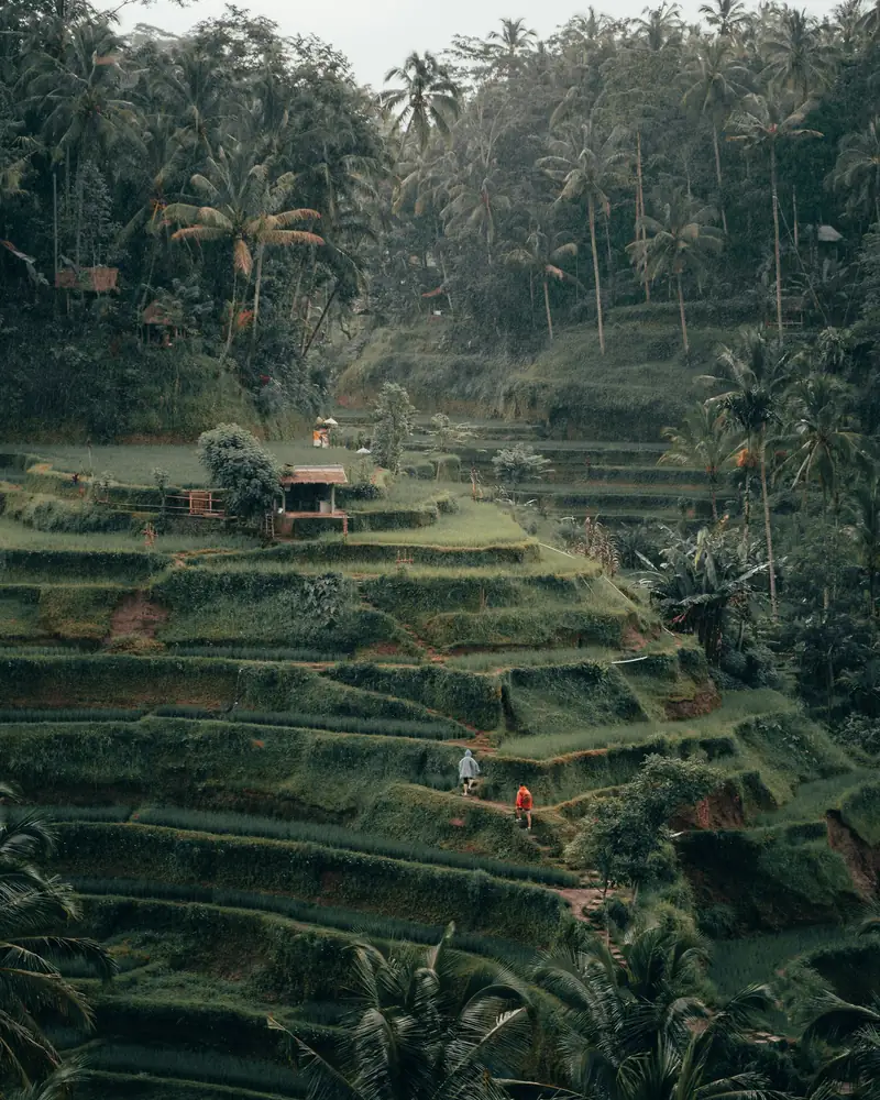 Terraced rice fields and palms in central Bali