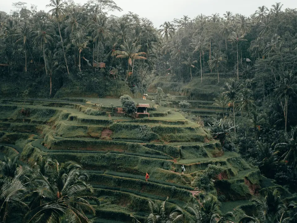 Tegallalang rice terraces surrounded by palm jungle