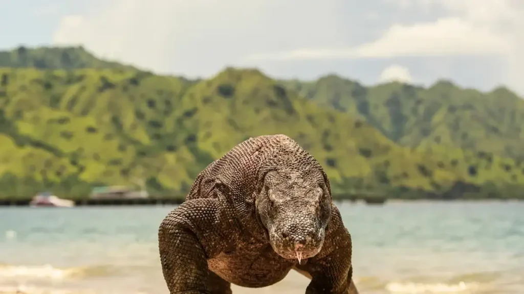 A Komodo dragon on the beach of Komodo Island, the park UK visitors plan trips around