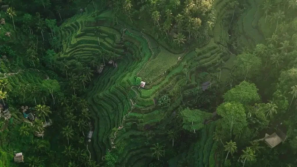 Aerial view of Balinese rice terraces, the landscape sustainable travel rules protect